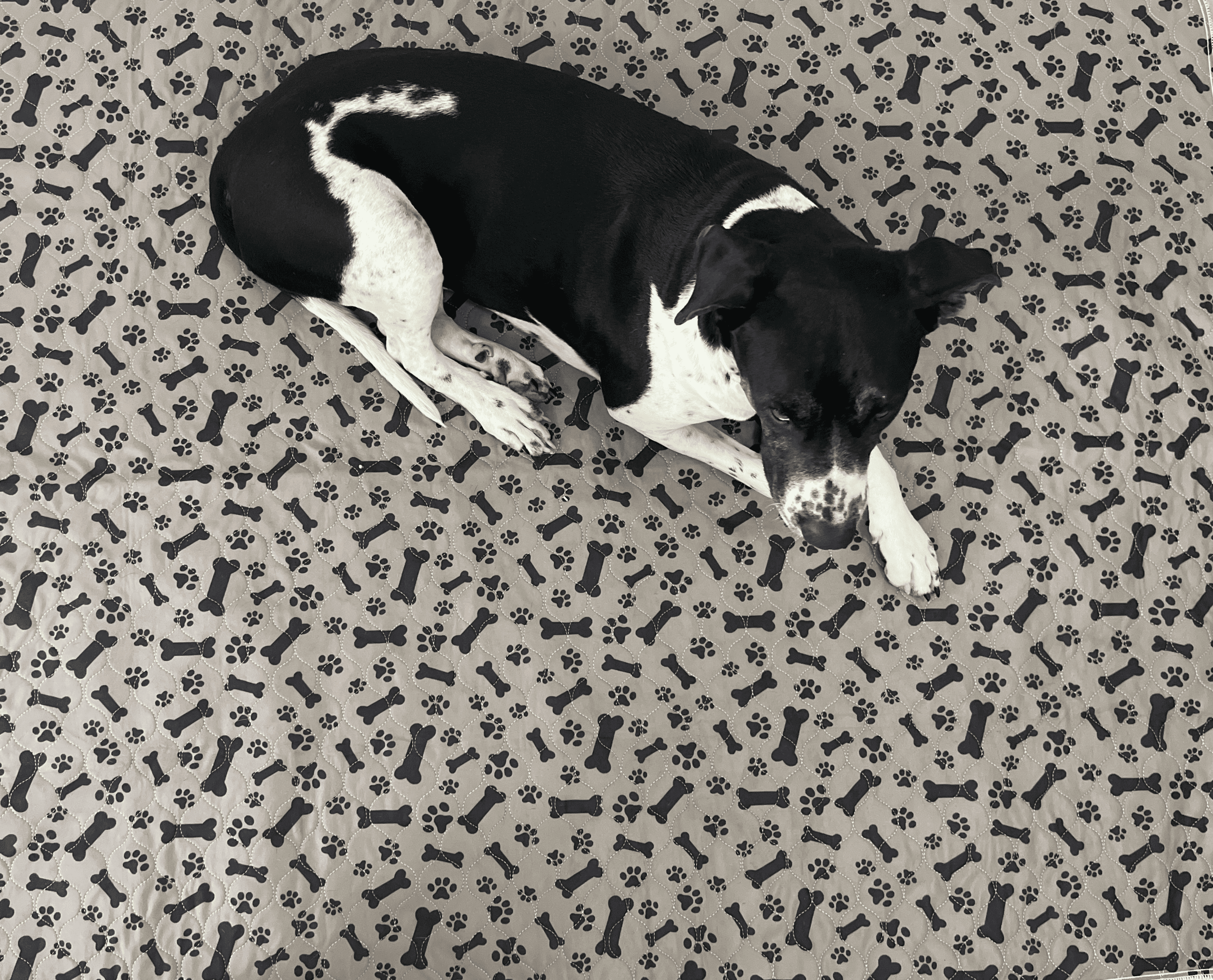 Sunny Puppy 118x118cm Reusable Dog Mats - Image 3